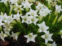 White trumpet flowers throughout